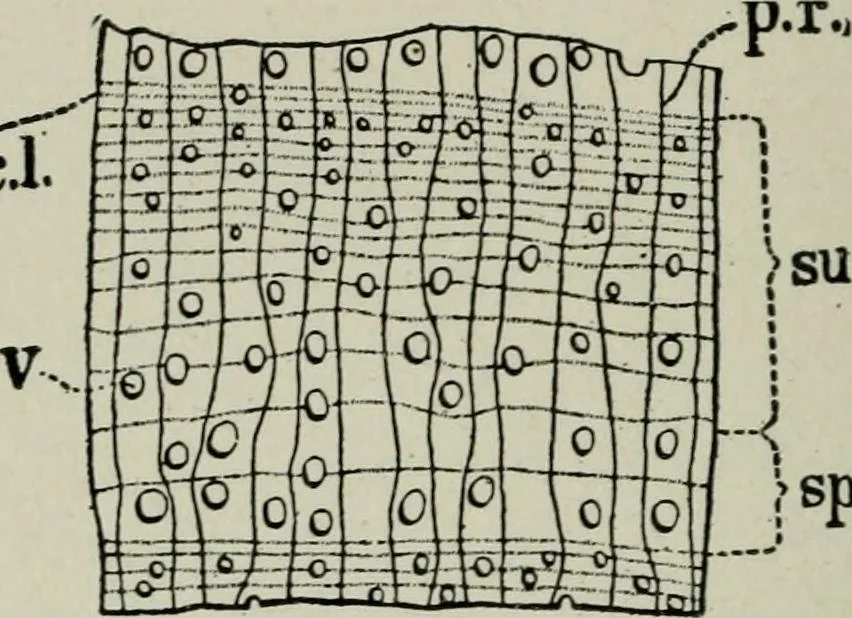 An illustration from Educational woodworking for home and school, 1908, leaf 271