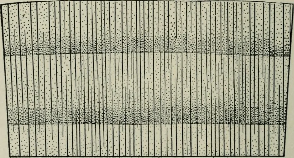 An illustration from Educational woodworking for home and school, 1908, leaf 271