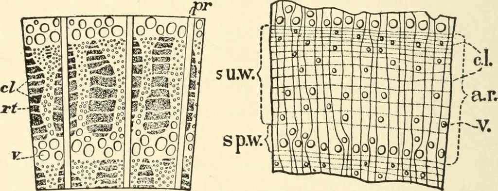 An illustration from Educational woodworking for home and school, 1908, leaf 255