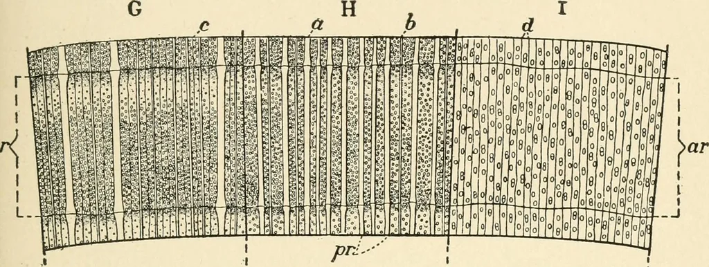 An illustration from Educational woodworking for home and school, 1908, leaf 256