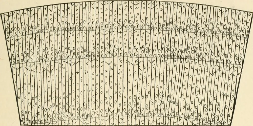An illustration from Educational woodworking for home and school, 1908, leaf 264