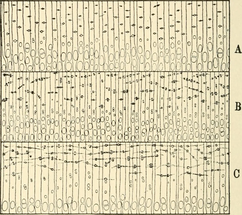 An illustration from Educational woodworking for home and school, 1908, leaf 265