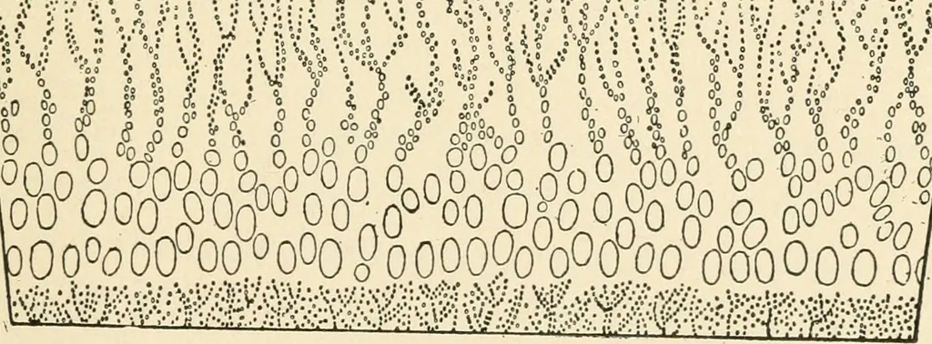 An illustration from Educational woodworking for home and school, 1908, leaf 266