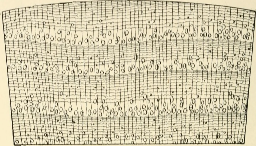 An illustration from Educational woodworking for home and school, 1908, leaf 267