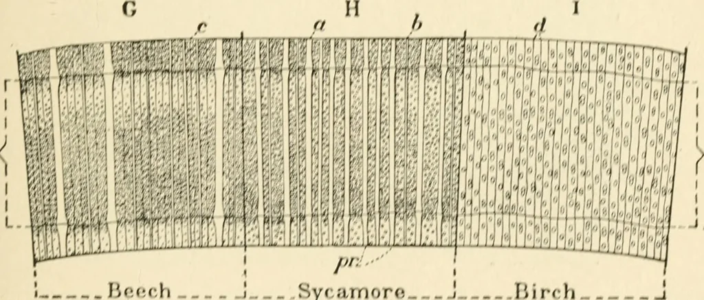 An illustration from Educational woodworking for home and school, 1908, leaf 270