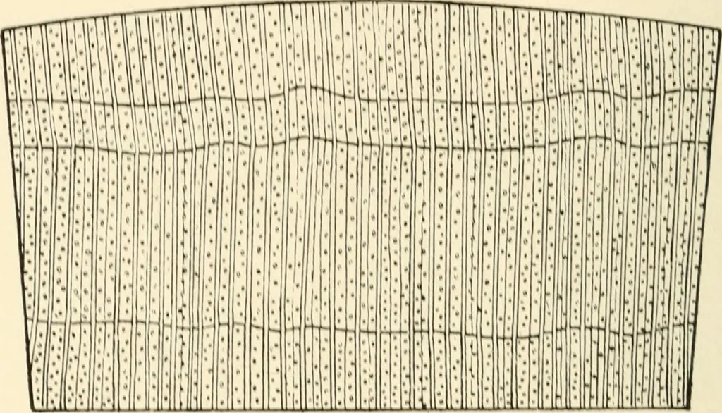 An illustration from Educational woodworking for home and school, 1908, leaf 271