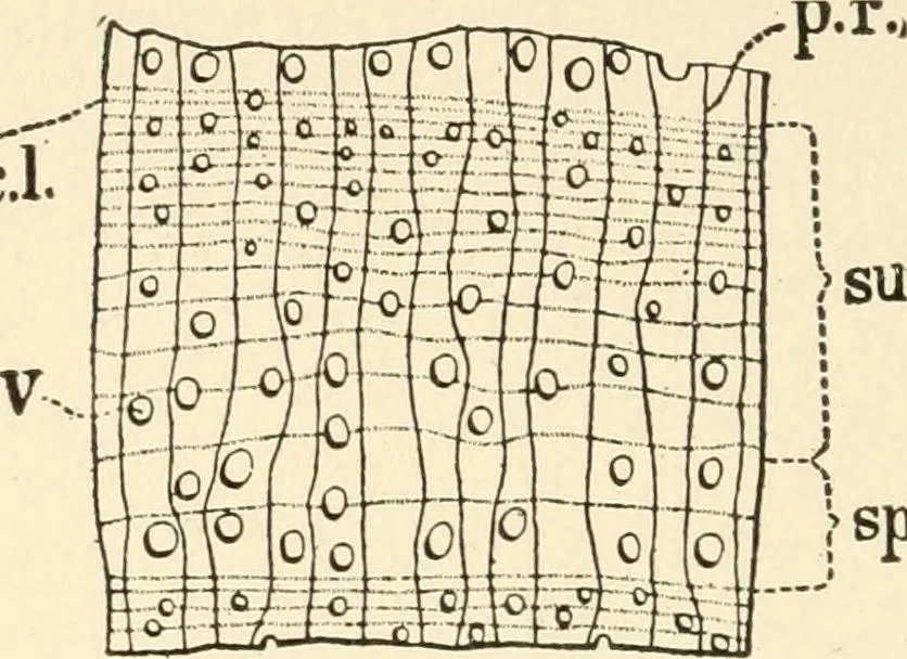 An illustration from Educational woodworking for home and school, 1908, leaf 273