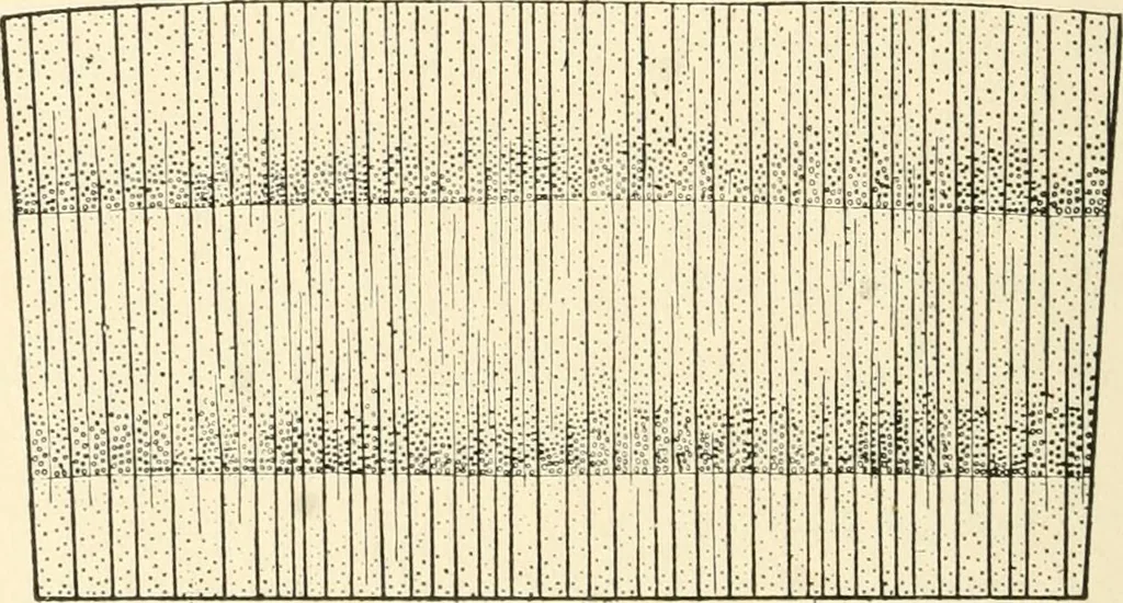 An illustration from Educational woodworking for home and school, 1908, leaf 273