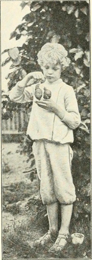 An illustration from Education by plays and games, 1907, leaf 162