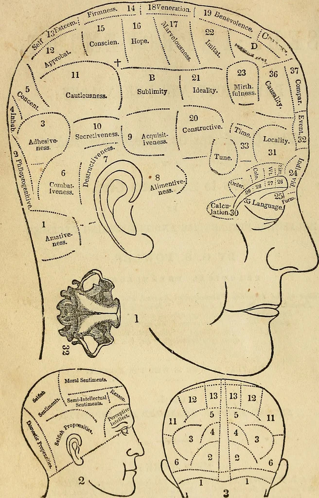 An illustration from Education and self-improvement, founded on physiology and phrenology : or, what constitutes good heads and bodies, and how to make them good, by enlarging deficiencies and diminishing excesses, 1844, leaf 4
