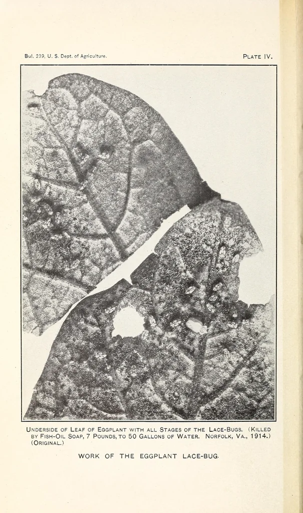 An illustration from The eggplant lace-bug, 1915, leaf 10