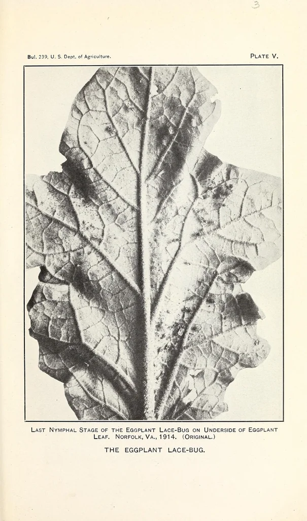 An illustration from The eggplant lace-bug, 1915, leaf 11