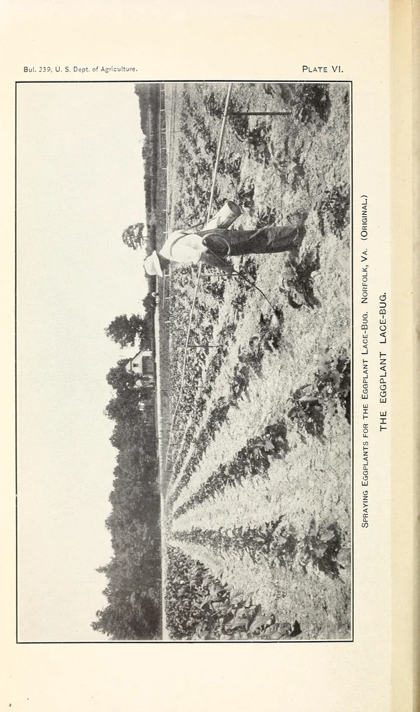 An illustration from The eggplant lace-bug, 1915, leaf 12