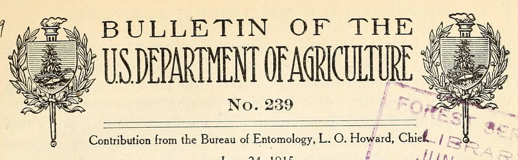 An illustration from The eggplant lace-bug, 1915, leaf 3