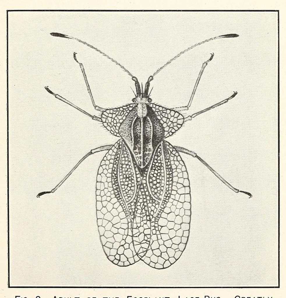 An illustration from The eggplant lace-bug, 1915, leaf 7