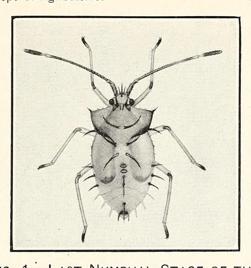 An illustration from The eggplant lace-bug, 1915, leaf 7