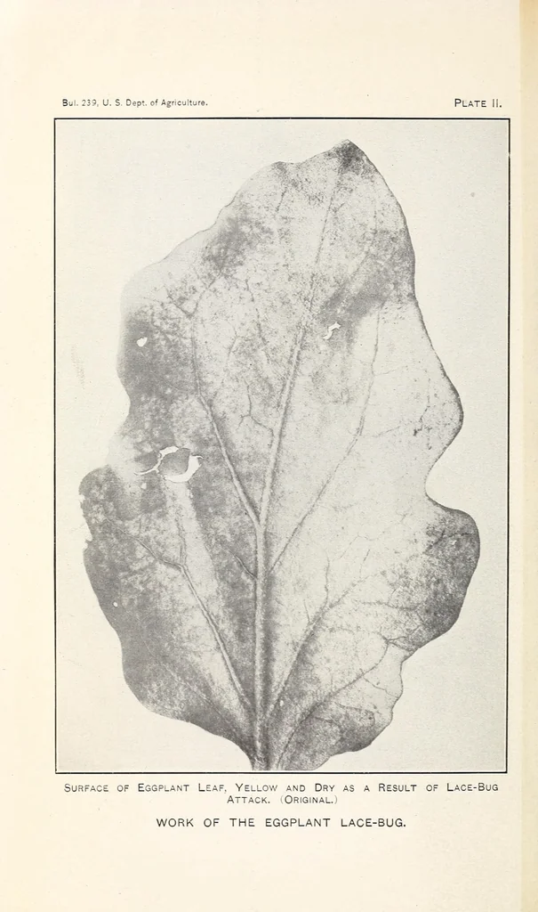 An illustration from The eggplant lace-bug, 1915, leaf 8