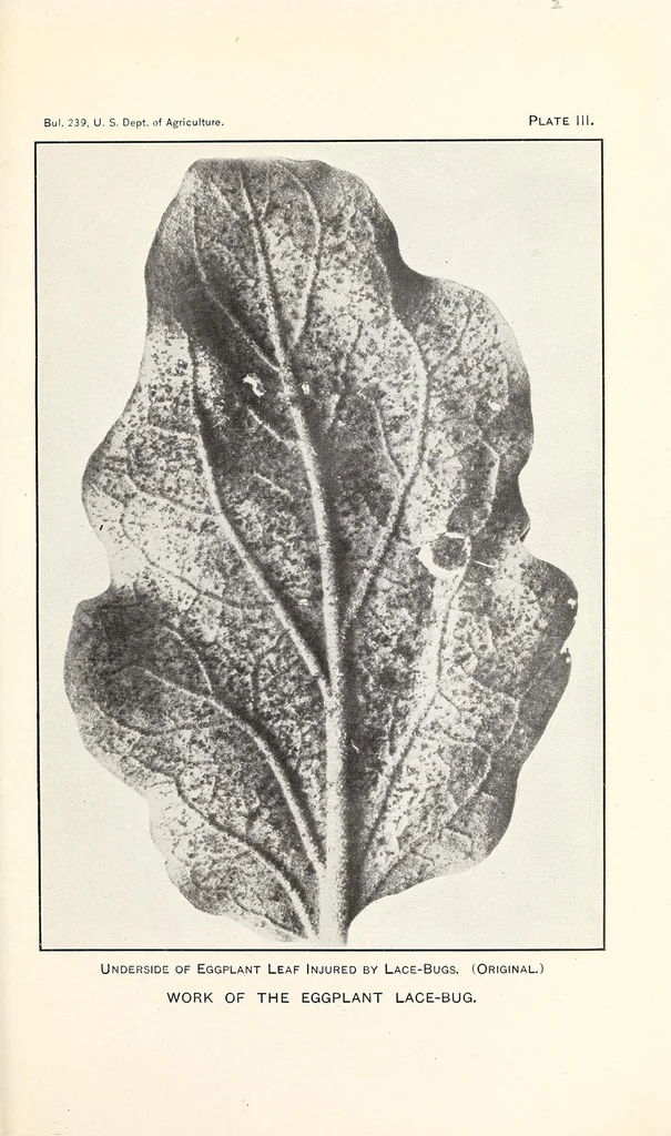 An illustration from The eggplant lace-bug, 1915, leaf 9