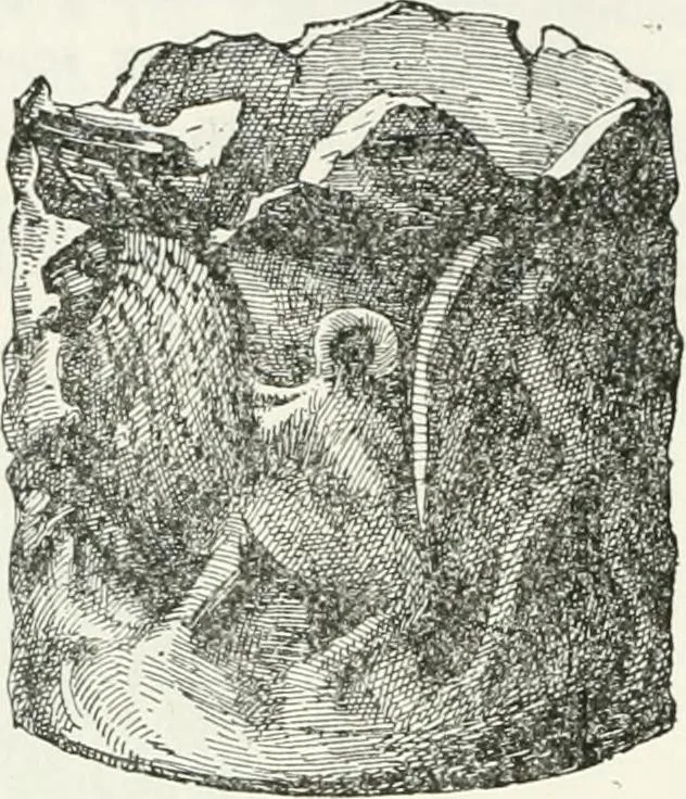An illustration from Egyptian ceramic art : the MacGregor collection ; a contribution towards the history of Egyptian pottery, 1898, leaf 134