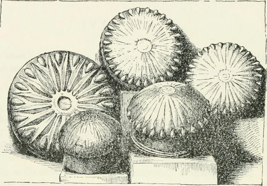 An illustration from Egyptian ceramic art : the MacGregor collection ; a contribution towards the history of Egyptian pottery, 1898, leaf 152