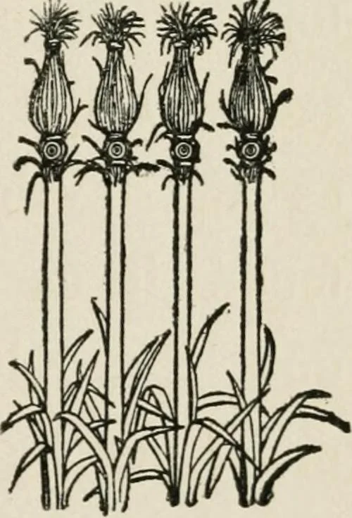 An illustration from Egyptian decorative art : a course of lectures delivered at the Royal Institution /by W.M. Flinders Petrie, 1920, leaf 116