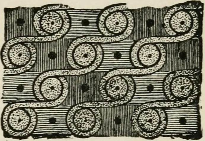 An illustration from Egyptian decorative art : a course of lectures delivered at the Royal Institution /by W.M. Flinders Petrie, 1920, leaf 44
