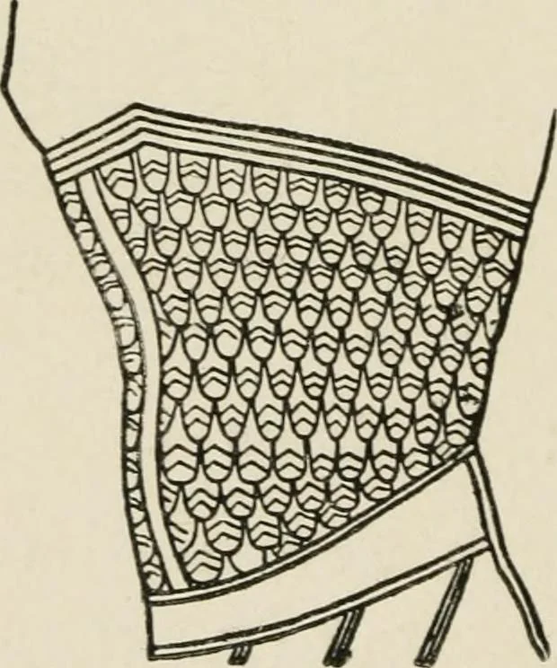 An illustration from Egyptian decorative art : a course of lectures delivered at the Royal Institution /by W.M. Flinders Petrie, 1920, leaf 67