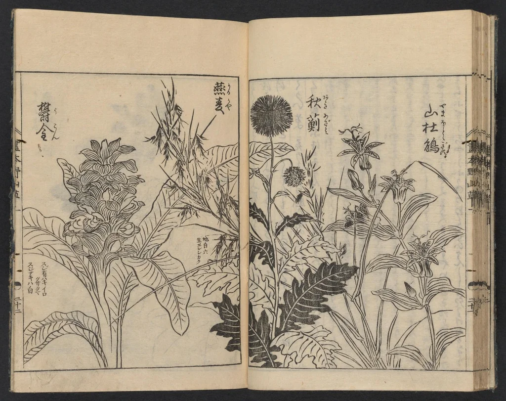 An illustration from Ehon noyamagusa, 1755, leaf 25