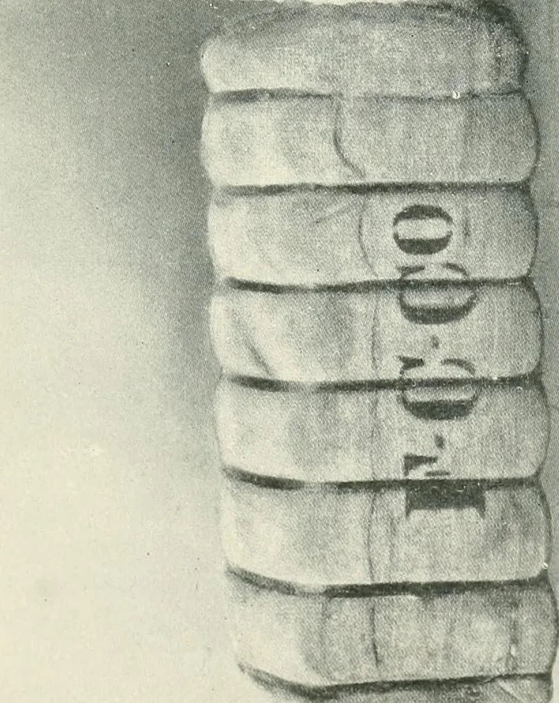 An illustration from The eighth International Congress of Delegated Representatives of Master Cotton Spinners' and Manufacturers' Associations, held in the halls of the University, Barcelona, May 8th, 9th, and 10th, 1911, 1911, leaf 315
