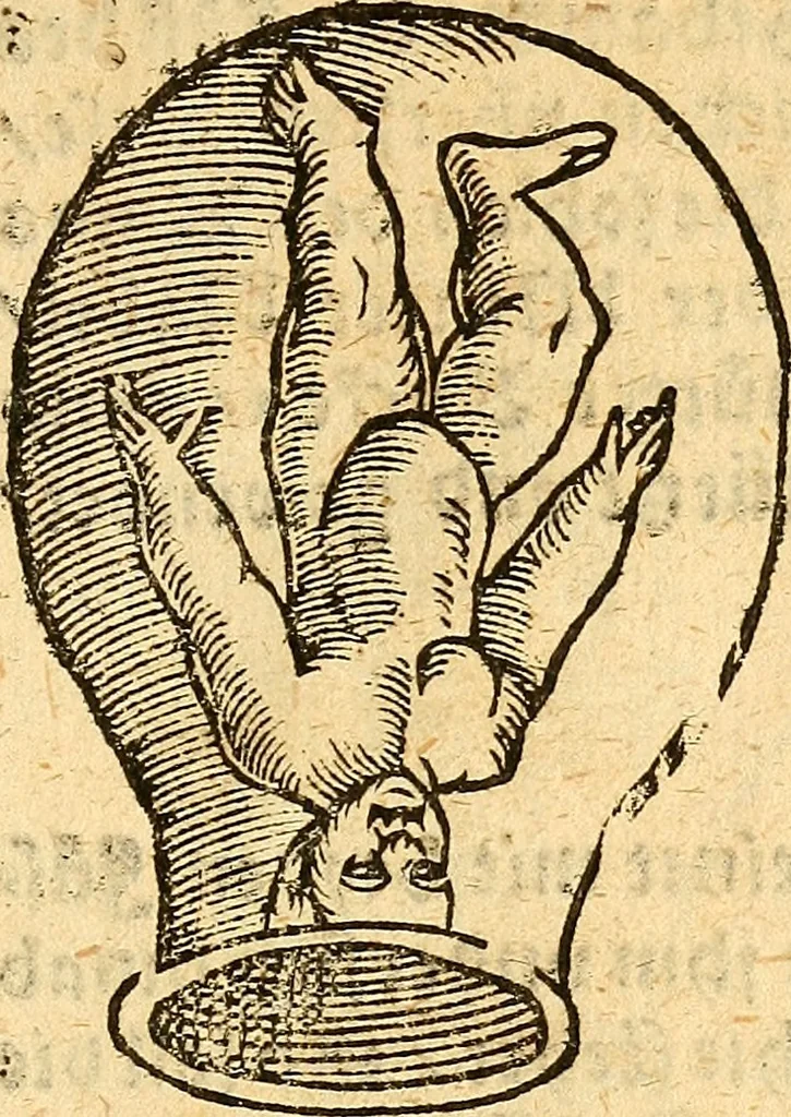 An illustration from Ein newer Albertus Magnus. Von Weybern vnd Geburten der Kinder, sampt jhren Artzneyen. Auch von Tugenden etlicher fürnemer Kreüter, vnd von Krafft der Edlen Gestein. Von art vnd Natur etlicher Thier. Mit sampt einem bewerten Regiment für die Pestilentz. Alles auffs new gebessert, durch Q. Apollinarem, 1602, leaf 20