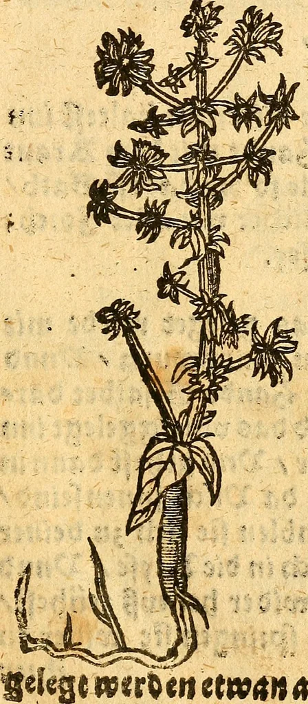 An illustration from Ein newer Albertus Magnus. Von Weybern vnd Geburten der Kinder, sampt jhren Artzneyen. Auch von Tugenden etlicher fürnemer Kreüter, vnd von Krafft der Edlen Gestein. Von art vnd Natur etlicher Thier. Mit sampt einem bewerten Regiment für die Pestilentz. Alles auffs new gebessert, durch Q. Apollinarem, 1602, leaf 28