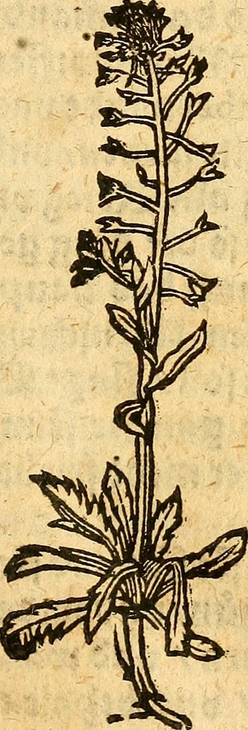 An illustration from Ein newer Albertus Magnus. Von Weybern vnd Geburten der Kinder, sampt jhren Artzneyen. Auch von Tugenden etlicher fürnemer Kreüter, vnd von Krafft der Edlen Gestein. Von art vnd Natur etlicher Thier. Mit sampt einem bewerten Regiment für die Pestilentz. Alles auffs new gebessert, durch Q. Apollinarem, 1602, leaf 30