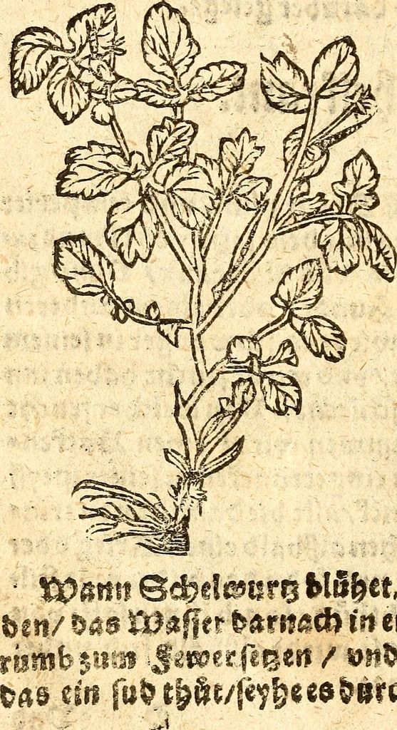 An illustration from Ein newer Albertus Magnus. Von Weybern vnd Geburten der Kinder, sampt jhren Artzneyen. Auch von Tugenden etlicher fürnemer Kreüter, vnd von Krafft der Edlen Gestein. Von art vnd Natur etlicher Thier. Mit sampt einem bewerten Regiment für die Pestilentz. Alles auffs new gebessert, durch Q. Apollinarem, 1602, leaf 31
