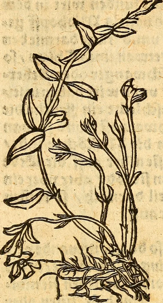 An illustration from Ein newer Albertus Magnus. Von Weybern vnd Geburten der Kinder, sampt jhren Artzneyen. Auch von Tugenden etlicher fürnemer Kreüter, vnd von Krafft der Edlen Gestein. Von art vnd Natur etlicher Thier. Mit sampt einem bewerten Regiment für die Pestilentz. Alles auffs new gebessert, durch Q. Apollinarem, 1602, leaf 32