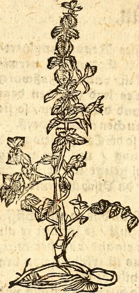 An illustration from Ein newer Albertus Magnus. Von Weybern vnd Geburten der Kinder, sampt jhren Artzneyen. Auch von Tugenden etlicher fürnemer Kreüter, vnd von Krafft der Edlen Gestein. Von art vnd Natur etlicher Thier. Mit sampt einem bewerten Regiment für die Pestilentz. Alles auffs new gebessert, durch Q. Apollinarem, 1602, leaf 33