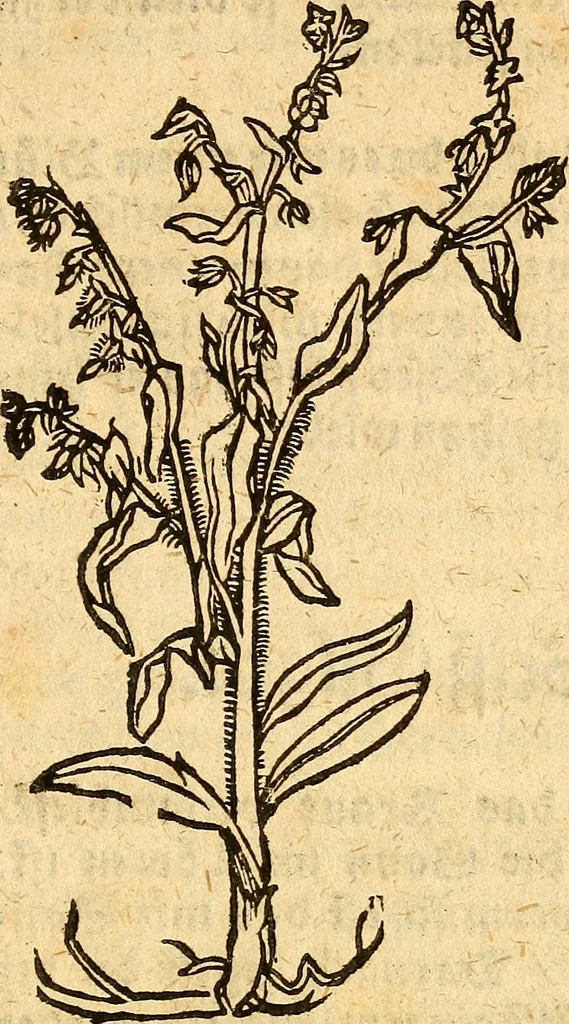 An illustration from Ein newer Albertus Magnus. Von Weybern vnd Geburten der Kinder, sampt jhren Artzneyen. Auch von Tugenden etlicher fürnemer Kreüter, vnd von Krafft der Edlen Gestein. Von art vnd Natur etlicher Thier. Mit sampt einem bewerten Regiment für die Pestilentz. Alles auffs new gebessert, durch Q. Apollinarem, 1602, leaf 34