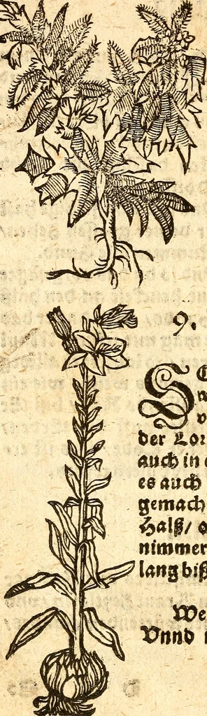 An illustration from Ein newer Albertus Magnus. Von Weybern vnd Geburten der Kinder, sampt jhren Artzneyen. Auch von Tugenden etlicher fürnemer Kreüter, vnd von Krafft der Edlen Gestein. Von art vnd Natur etlicher Thier. Mit sampt einem bewerten Regiment für die Pestilentz. Alles auffs new gebessert, durch Q. Apollinarem, 1602, leaf 35