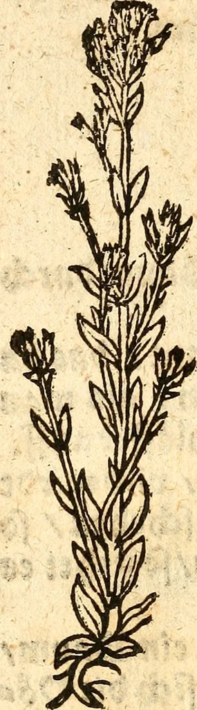 An illustration from Ein newer Albertus Magnus. Von Weybern vnd Geburten der Kinder, sampt jhren Artzneyen. Auch von Tugenden etlicher fürnemer Kreüter, vnd von Krafft der Edlen Gestein. Von art vnd Natur etlicher Thier. Mit sampt einem bewerten Regiment für die Pestilentz. Alles auffs new gebessert, durch Q. Apollinarem, 1602, leaf 37
