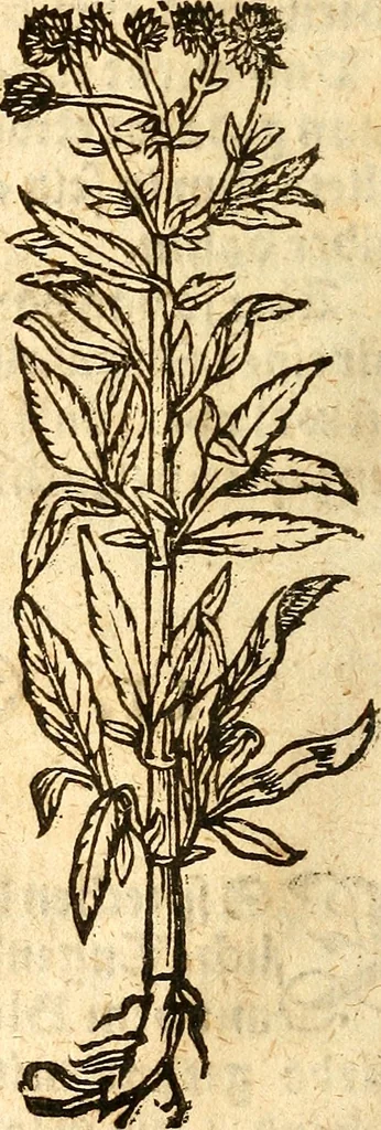 An illustration from Ein newer Albertus Magnus. Von Weybern vnd Geburten der Kinder, sampt jhren Artzneyen. Auch von Tugenden etlicher fürnemer Kreüter, vnd von Krafft der Edlen Gestein. Von art vnd Natur etlicher Thier. Mit sampt einem bewerten Regiment für die Pestilentz. Alles auffs new gebessert, durch Q. Apollinarem, 1602, leaf 37