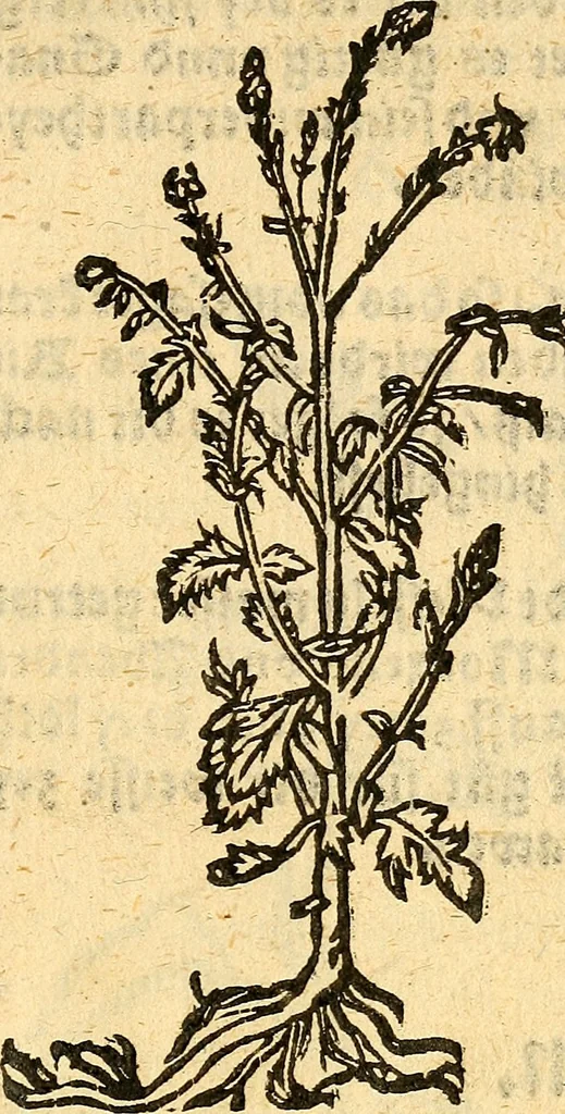 An illustration from Ein newer Albertus Magnus. Von Weybern vnd Geburten der Kinder, sampt jhren Artzneyen. Auch von Tugenden etlicher fürnemer Kreüter, vnd von Krafft der Edlen Gestein. Von art vnd Natur etlicher Thier. Mit sampt einem bewerten Regiment für die Pestilentz. Alles auffs new gebessert, durch Q. Apollinarem, 1602, leaf 38