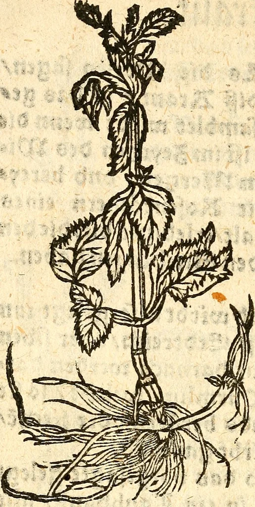 An illustration from Ein newer Albertus Magnus. Von Weybern vnd Geburten der Kinder, sampt jhren Artzneyen. Auch von Tugenden etlicher fürnemer Kreüter, vnd von Krafft der Edlen Gestein. Von art vnd Natur etlicher Thier. Mit sampt einem bewerten Regiment für die Pestilentz. Alles auffs new gebessert, durch Q. Apollinarem, 1602, leaf 39