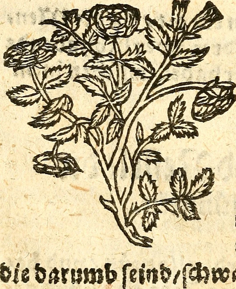 An illustration from Ein newer Albertus Magnus. Von Weybern vnd Geburten der Kinder, sampt jhren Artzneyen. Auch von Tugenden etlicher fürnemer Kreüter, vnd von Krafft der Edlen Gestein. Von art vnd Natur etlicher Thier. Mit sampt einem bewerten Regiment für die Pestilentz. Alles auffs new gebessert, durch Q. Apollinarem, 1602, leaf 39