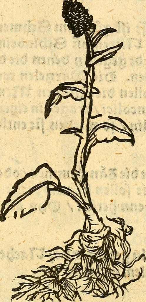 An illustration from Ein newer Albertus Magnus. Von Weybern vnd Geburten der Kinder, sampt jhren Artzneyen. Auch von Tugenden etlicher fürnemer Kreüter, vnd von Krafft der Edlen Gestein. Von art vnd Natur etlicher Thier. Mit sampt einem bewerten Regiment für die Pestilentz. Alles auffs new gebessert, durch Q. Apollinarem, 1602, leaf 40