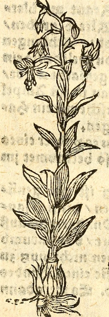 An illustration from Ein newer Albertus Magnus. Von Weybern vnd Geburten der Kinder, sampt jhren Artzneyen. Auch von Tugenden etlicher fürnemer Kreüter, vnd von Krafft der Edlen Gestein. Von art vnd Natur etlicher Thier. Mit sampt einem bewerten Regiment für die Pestilentz. Alles auffs new gebessert, durch Q. Apollinarem, 1602, leaf 41