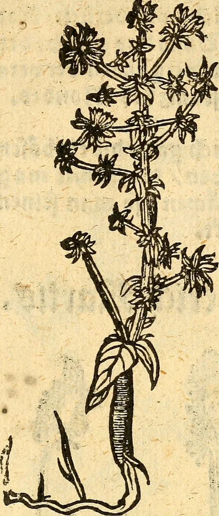An illustration from Ein newer Albertus Magnus. Von Weybern vnd Geburten der Kinder, sampt jhren Artzneyen. Auch von Tugenden etlicher fürnemer Kreüter, vnd von Krafft der Edlen Gestein. Von art vnd Natur etlicher Thier. Mit sampt einem bewerten Regiment für die Pestilentz. Alles auffs new gebessert, durch Q. Apollinarem, 1602, leaf 42