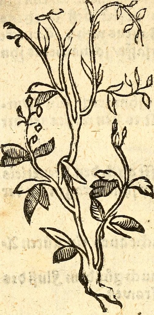 An illustration from Ein newer Albertus Magnus. Von Weybern vnd Geburten der Kinder, sampt jhren Artzneyen. Auch von Tugenden etlicher fürnemer Kreüter, vnd von Krafft der Edlen Gestein. Von art vnd Natur etlicher Thier. Mit sampt einem bewerten Regiment für die Pestilentz. Alles auffs new gebessert, durch Q. Apollinarem, 1602, leaf 43