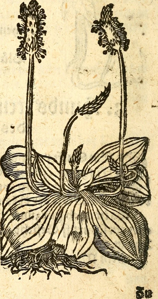 An illustration from Ein newer Albertus Magnus. Von Weybern vnd Geburten der Kinder, sampt jhren Artzneyen. Auch von Tugenden etlicher fürnemer Kreüter, vnd von Krafft der Edlen Gestein. Von art vnd Natur etlicher Thier. Mit sampt einem bewerten Regiment für die Pestilentz. Alles auffs new gebessert, durch Q. Apollinarem, 1602, leaf 43