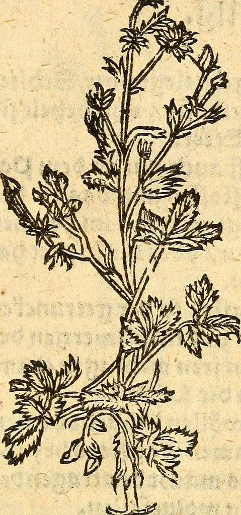 An illustration from Ein newer Albertus Magnus. Von Weybern vnd Geburten der Kinder, sampt jhren Artzneyen. Auch von Tugenden etlicher fürnemer Kreüter, vnd von Krafft der Edlen Gestein. Von art vnd Natur etlicher Thier. Mit sampt einem bewerten Regiment für die Pestilentz. Alles auffs new gebessert, durch Q. Apollinarem, 1602, leaf 44