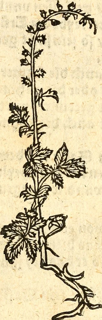 An illustration from Ein newer Albertus Magnus. Von Weybern vnd Geburten der Kinder, sampt jhren Artzneyen. Auch von Tugenden etlicher fürnemer Kreüter, vnd von Krafft der Edlen Gestein. Von art vnd Natur etlicher Thier. Mit sampt einem bewerten Regiment für die Pestilentz. Alles auffs new gebessert, durch Q. Apollinarem, 1602, leaf 45