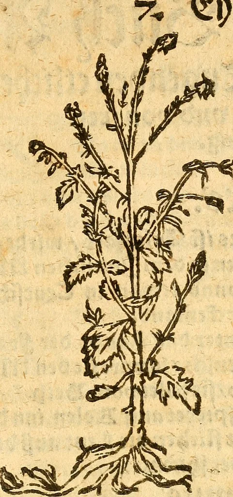 An illustration from Ein newer Albertus Magnus. Von Weybern vnd Geburten der Kinder, sampt jhren Artzneyen. Auch von Tugenden etlicher fürnemer Kreüter, vnd von Krafft der Edlen Gestein. Von art vnd Natur etlicher Thier. Mit sampt einem bewerten Regiment für die Pestilentz. Alles auffs new gebessert, durch Q. Apollinarem, 1602, leaf 46